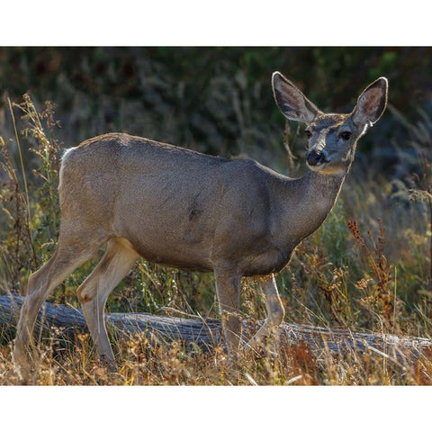 Mule Deer YNP Black Modern Wood Framed Art Print by Galloimages Online