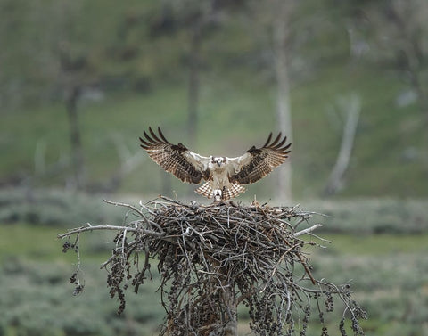 Osprey Lands on Nest With Chick Black Ornate Wood Framed Art Print with Double Matting by Galloimages Online