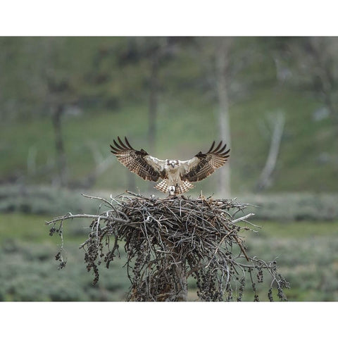 Osprey Lands on Nest With Chick Black Modern Wood Framed Art Print by Galloimages Online