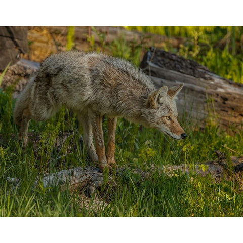 Stalking Coyote YNP White Modern Wood Framed Art Print by Galloimages Online