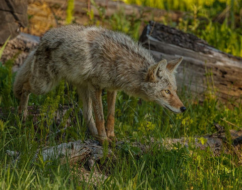Stalking Coyote YNP Black Ornate Wood Framed Art Print with Double Matting by Galloimages Online