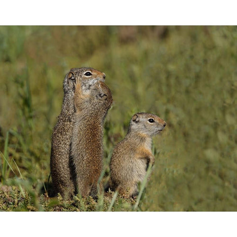 Uinta Ground Squirrel Baby Kisses Mom YNP White Modern Wood Framed Art Print by Galloimages Online