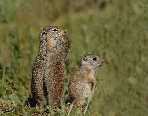 Uinta Ground Squirrel Baby Kisses Mom YNP White Modern Wood Framed Art Print with Double Matting by Galloimages Online