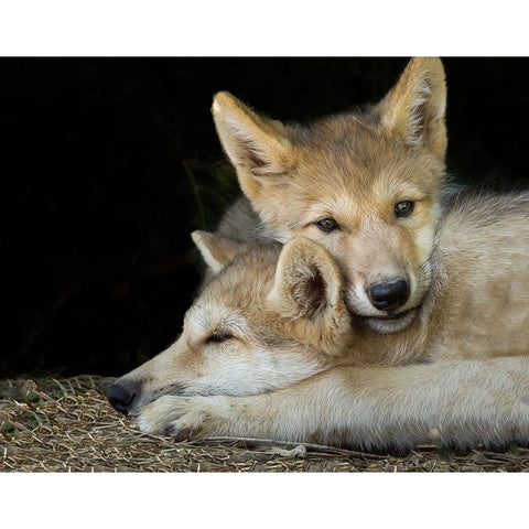 Wolf Pup Brothers Black Modern Wood Framed Art Print by Galloimages Online