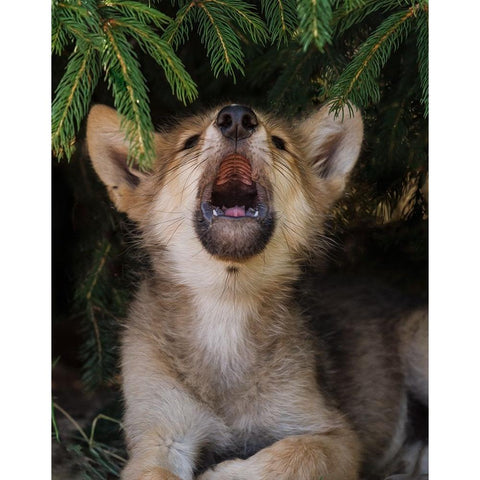 Wolf Pup Howls Black Modern Wood Framed Art Print with Double Matting by Galloimages Online