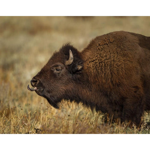 Yellowstone Bison Tongue Out Black Modern Wood Framed Art Print by Galloimages Online