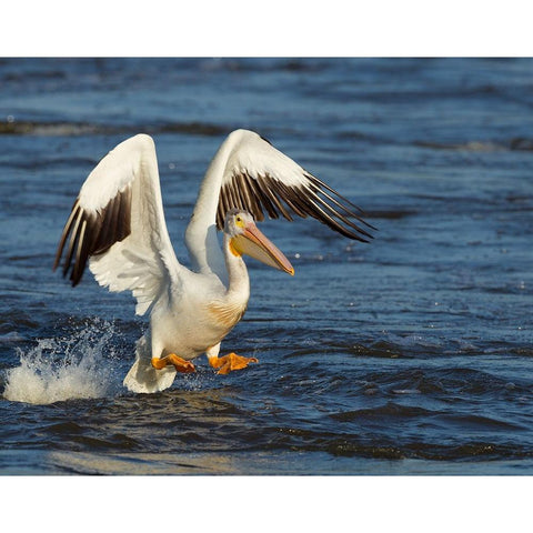 Pelican GIO Black Modern Wood Framed Art Print with Double Matting by Galloimages Online