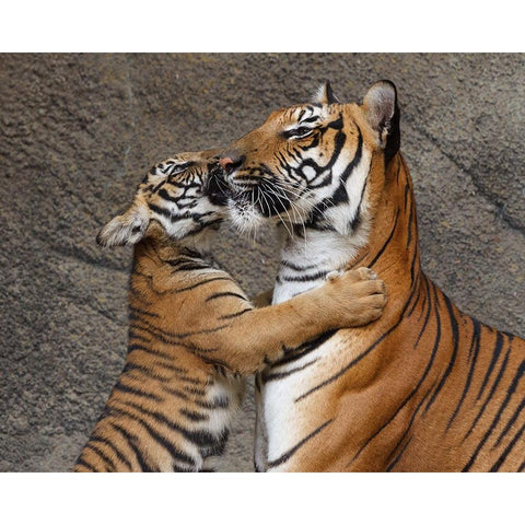 A Kiss For Mom Black Modern Wood Framed Art Print by Galloimages Online
