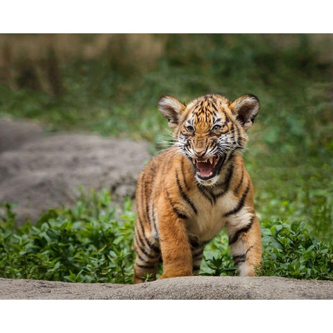 Acting Tough Black Modern Wood Framed Art Print by Galloimages Online