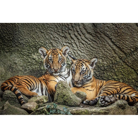 Brothers Twosome Black Modern Wood Framed Art Print with Double Matting by Galloimages Online