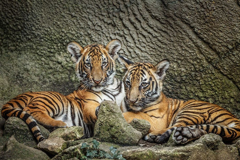 Brothers Twosome White Modern Wood Framed Art Print with Double Matting by Galloimages Online