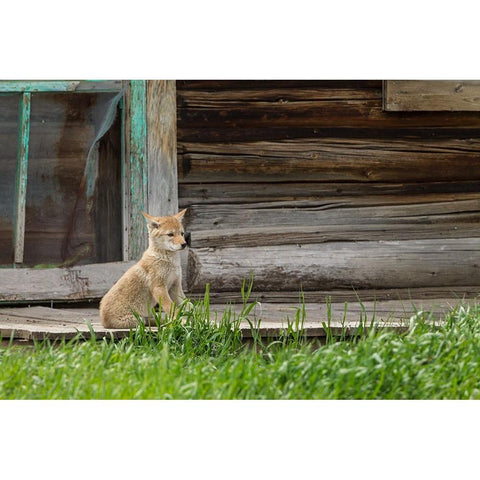 Coyote By Log Cabin Door White Modern Wood Framed Art Print by Galloimages Online
