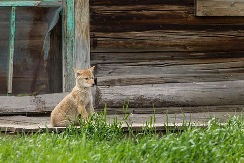 Coyote By Log Cabin Door White Modern Wood Framed Art Print with Double Matting by Galloimages Online