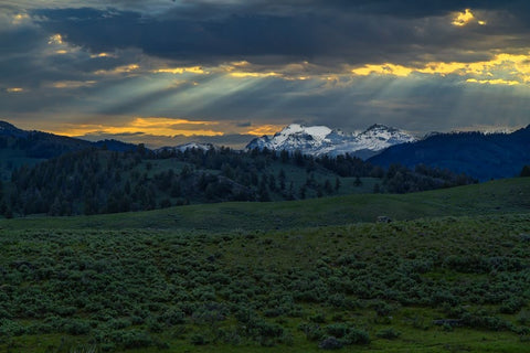 Lamar Valley Sunrise Black Ornate Wood Framed Art Print with Double Matting by Galloimages Online
