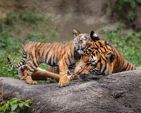 Malayan Tiger Cub: Priceless White Modern Wood Framed Art Print with Double Matting by Galloimages Online