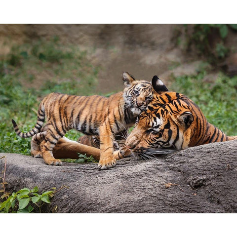 Malayan Tiger Cub: Priceless White Modern Wood Framed Art Print by Galloimages Online