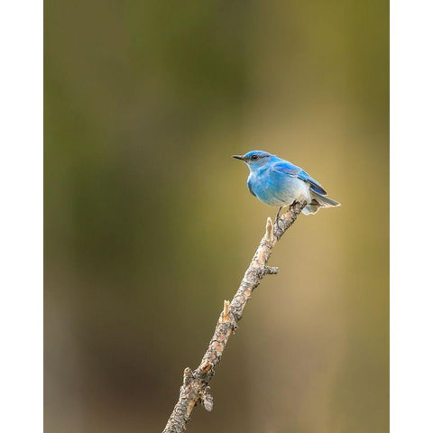 Mountain Blue Bird White Modern Wood Framed Art Print by Galloimages Online