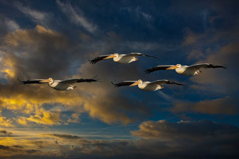 Pelican Foursome White Modern Wood Framed Art Print with Double Matting by Galloimages Online