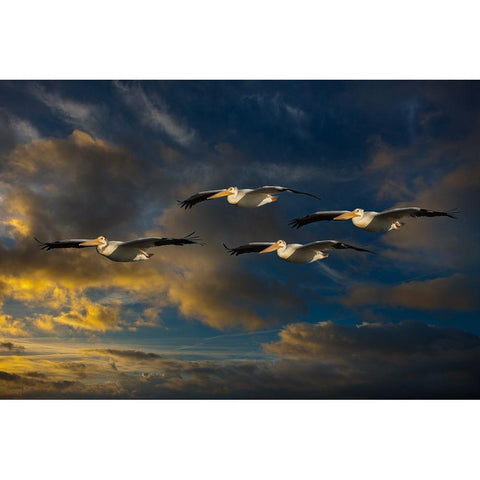 Pelican Foursome White Modern Wood Framed Art Print by Galloimages Online