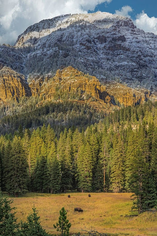Bison Grazing In The Yellowstone Grand Landscape White Modern Wood Framed Art Print with Double Matting by Galloimages Online