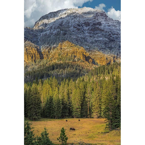 Bison Grazing In The Yellowstone Grand Landscape Gold Ornate Wood Framed Art Print with Double Matting by Galloimages Online