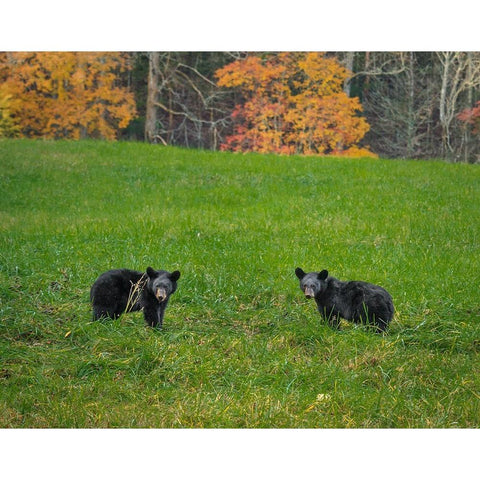 Black Bear Cubs Black Modern Wood Framed Art Print with Double Matting by Galloimages Online