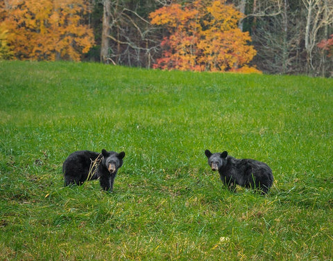 Black Bear Cubs Black Ornate Wood Framed Art Print with Double Matting by Galloimages Online
