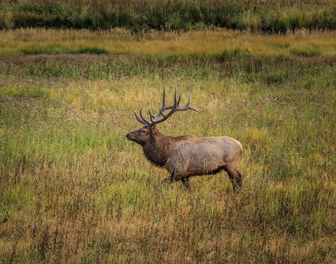 Bull Elk Yellowstone Black Ornate Wood Framed Art Print with Double Matting by Galloimages Online