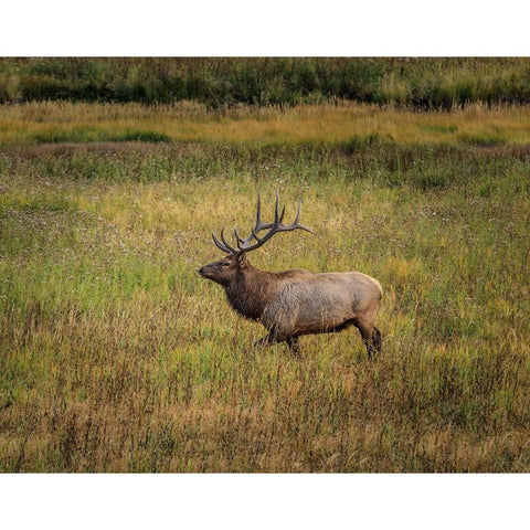 Bull Elk Yellowstone White Modern Wood Framed Art Print by Galloimages Online