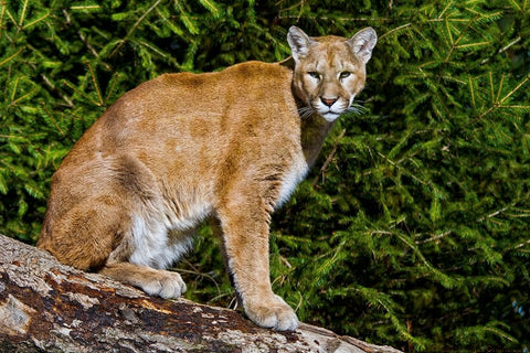 Cougar White Modern Wood Framed Art Print with Double Matting by Galloimages Online