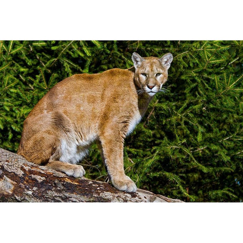 Cougar Black Modern Wood Framed Art Print by Galloimages Online