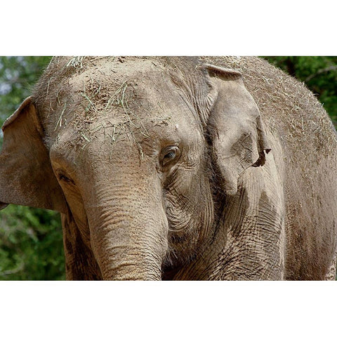 Elephant White Modern Wood Framed Art Print by Galloimages Online