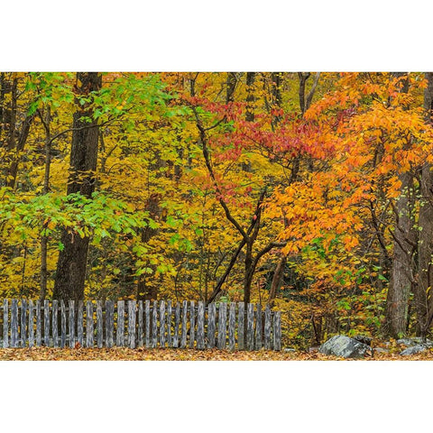 Fall Fence Scene Gold Ornate Wood Framed Art Print with Double Matting by Galloimages Online