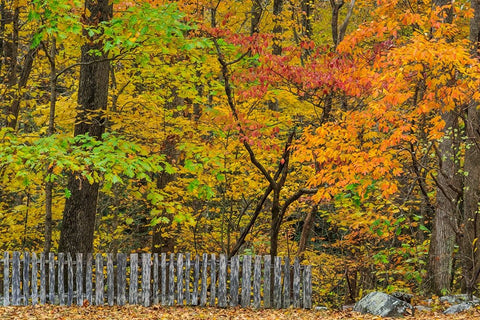 Fall Fence Scene White Modern Wood Framed Art Print with Double Matting by Galloimages Online