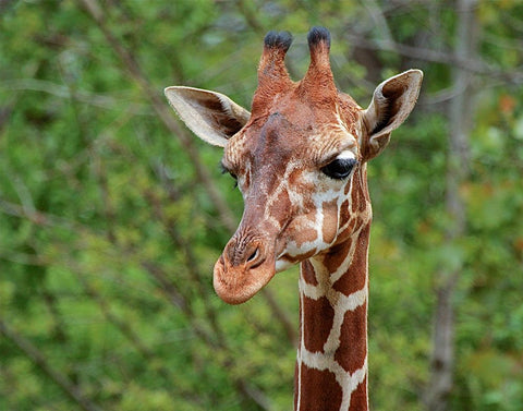 Giraffe White Modern Wood Framed Art Print with Double Matting by Galloimages Online