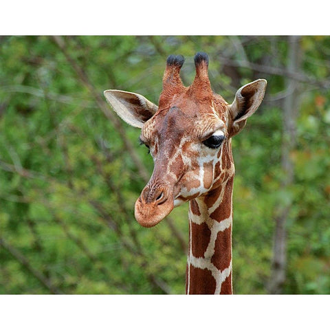 Giraffe White Modern Wood Framed Art Print by Galloimages Online