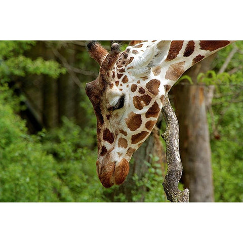 Giraffe 2 Black Modern Wood Framed Art Print with Double Matting by Galloimages Online