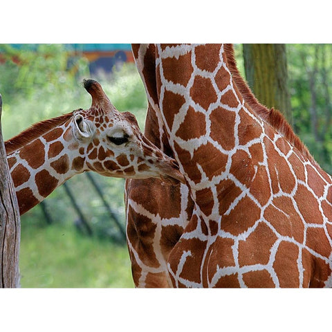 Giraffe And Calf White Modern Wood Framed Art Print by Galloimages Online