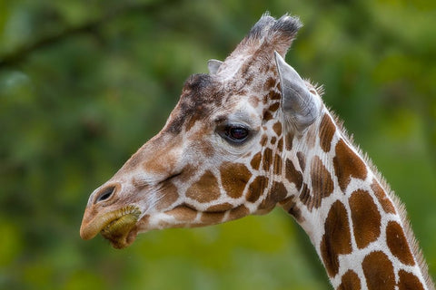 Giraffe Portrait Black Ornate Wood Framed Art Print with Double Matting by Galloimages Online