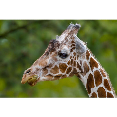 Giraffe Portrait White Modern Wood Framed Art Print by Galloimages Online