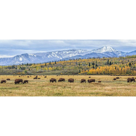 Grand Teton Bison Grazing White Modern Wood Framed Art Print by Galloimages Online