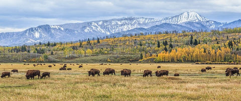 Grand Teton Bison Grazing White Modern Wood Framed Art Print with Double Matting by Galloimages Online