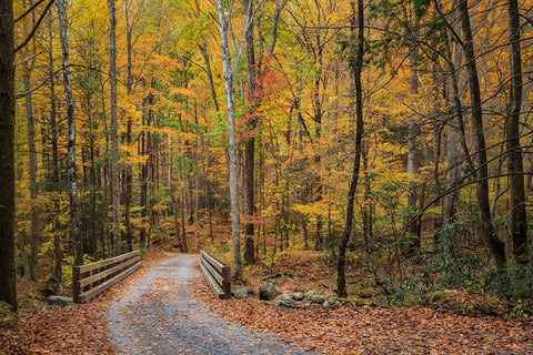 Greenbrier Bridge Path Black Ornate Wood Framed Art Print with Double Matting by Galloimages Online