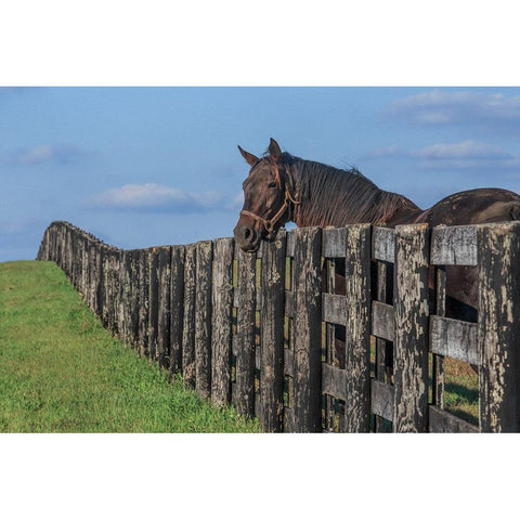 Hanging Out Gold Ornate Wood Framed Art Print with Double Matting by Galloimages Online