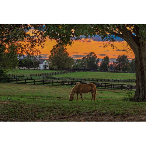 Horse Farm Sunset White Modern Wood Framed Art Print by Galloimages Online