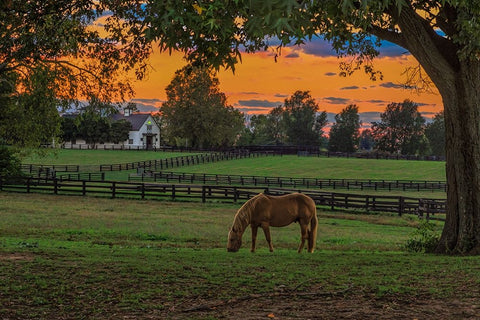 Horse Farm Sunset White Modern Wood Framed Art Print with Double Matting by Galloimages Online