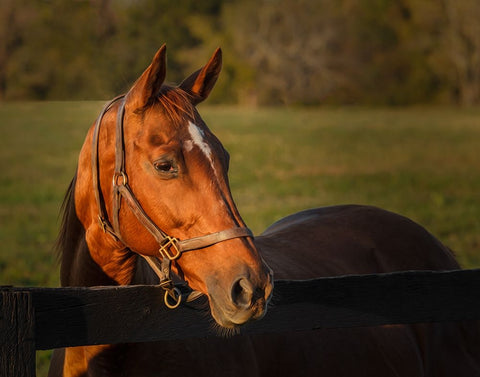 Horse Portrait White Modern Wood Framed Art Print with Double Matting by Galloimages Online