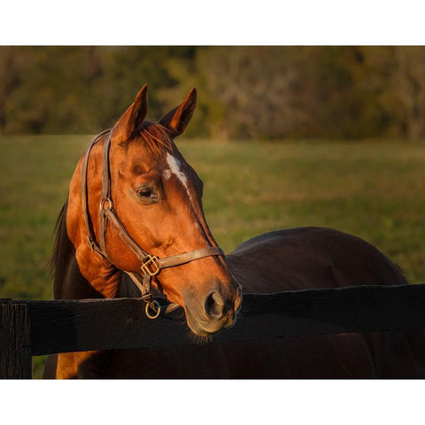 Horse Portrait Gold Ornate Wood Framed Art Print with Double Matting by Galloimages Online