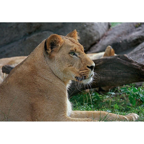 Lioness White Modern Wood Framed Art Print by Galloimages Online