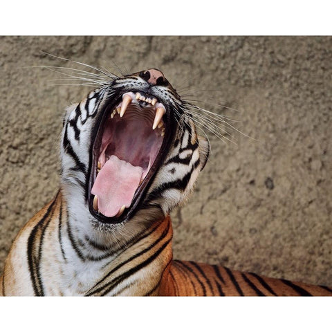 Malayan Tigress Yawn Black Modern Wood Framed Art Print with Double Matting by Galloimages Online